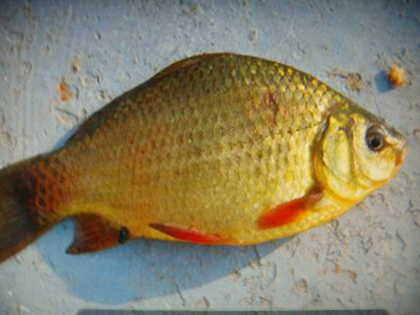 Auksinis karosas