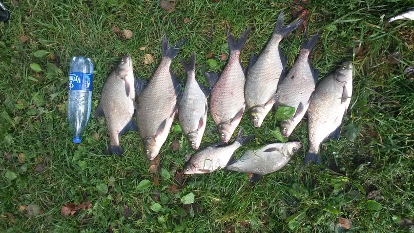 Karšis