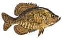 Black Crappie