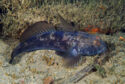Juodasis grundalas