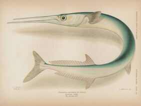 Tylosurus crocodilus crocodilus žvejyba