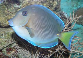 Ctenochaetus hawaiiensis žvejyba