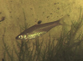 Brevibora dorsiocellata žvejyba