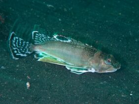 Apistus carinatus žvejyba