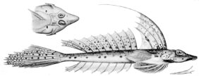 Callionymus grossi žvejyba