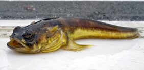 Porichthys notatus žvejyba