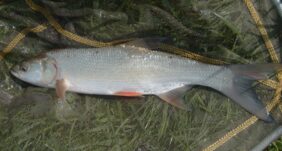 Salatis