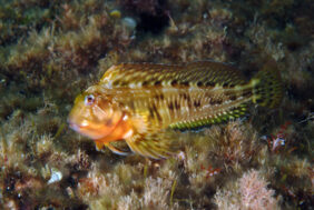 Scartella cristata žvejyba