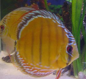 Symphysodon aequifasciatus žvejyba