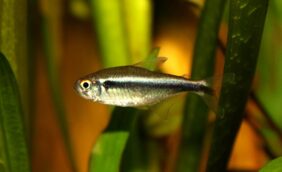 Hyphessobrycon herbertaxelrodi žvejyba