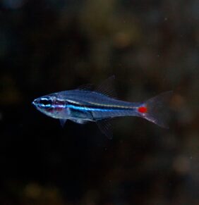 Ostorhinchus parvulus žvejyba