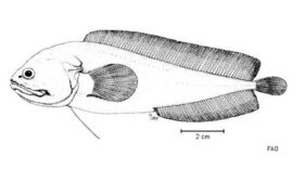 Fiordichthys slartibartfasti žvejyba