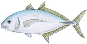 Carangoides fulvoguttatus žvejyba