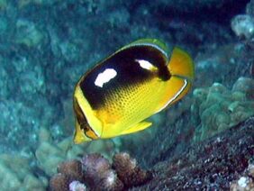 Chaetodon quadrimaculatus žvejyba