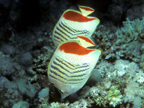 Chaetodon paucifasciatus žvejyba