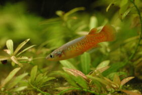 Pachypanchax omalonotus žvejyba