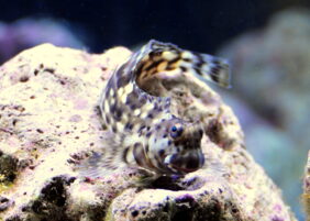 Salarias fasciatus žvejyba
