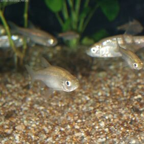 Hemigrammocypris rasborella žvejyba
