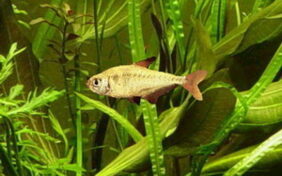 Hyphessobrycon bifasciatus žvejyba