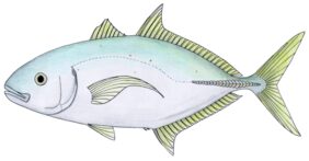 Carangoides gymnostethus žvejyba