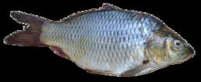 Systomus sarana žvejyba
