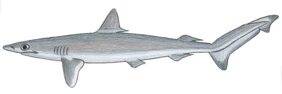 Rhizoprionodon lalandii žvejyba