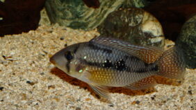 Geophagus brasiliensis žvejyba