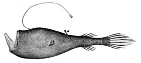 Ceratias uranoscopus žvejyba