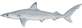Rhizoprionodon terraenovae žvejyba