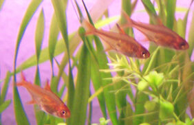 Hyphessobrycon amandae žvejyba