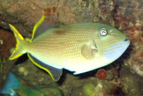 Xanthichthys auromarginatus žvejyba