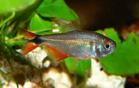 Hyphessobrycon anisitsi žvejyba