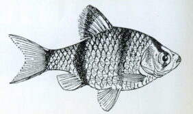 Systomus anchisporus žvejyba