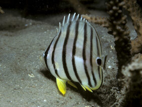 Chaetodon octofasciatus žvejyba