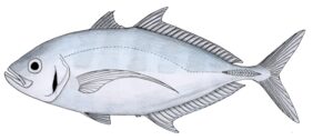 Carangoides plagiotaenia žvejyba