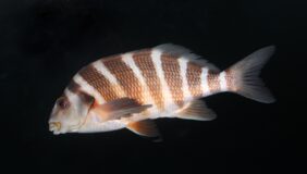 Cheilodactylus spectabilis žvejyba