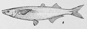 Atherinopsis californiensis žvejyba