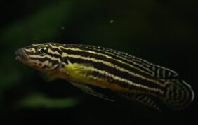 Julidochromis regani žvejyba