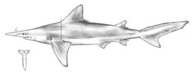 Isogomphodon oxyrhynchus žvejyba