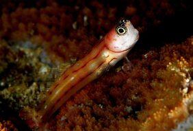 Ecsenius trilineatus žvejyba