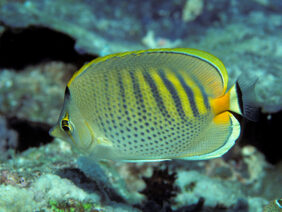 Chaetodon punctatofasciatus žvejyba