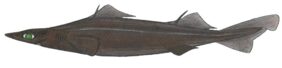 Afrikinis dygliaryklis