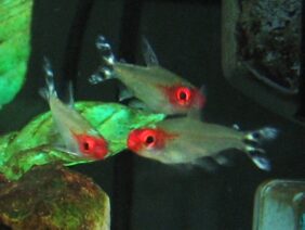 Hemigrammus rhodostomus žvejyba