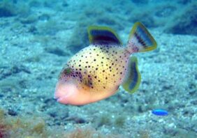 Pseudobalistes flavimarginatus žvejyba