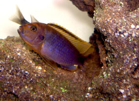 Iodotropheus sprengerae žvejyba