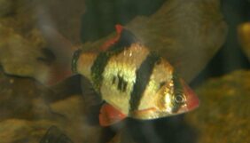 Systomus tetrazona žvejyba