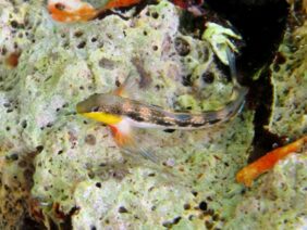 Microlipophrys adriaticus žvejyba