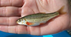 Achondrostoma oligolepis žvejyba