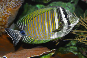 Zebrasoma desjardinii žvejyba