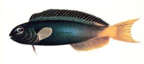 Meiacanthus atrodorsalis žvejyba